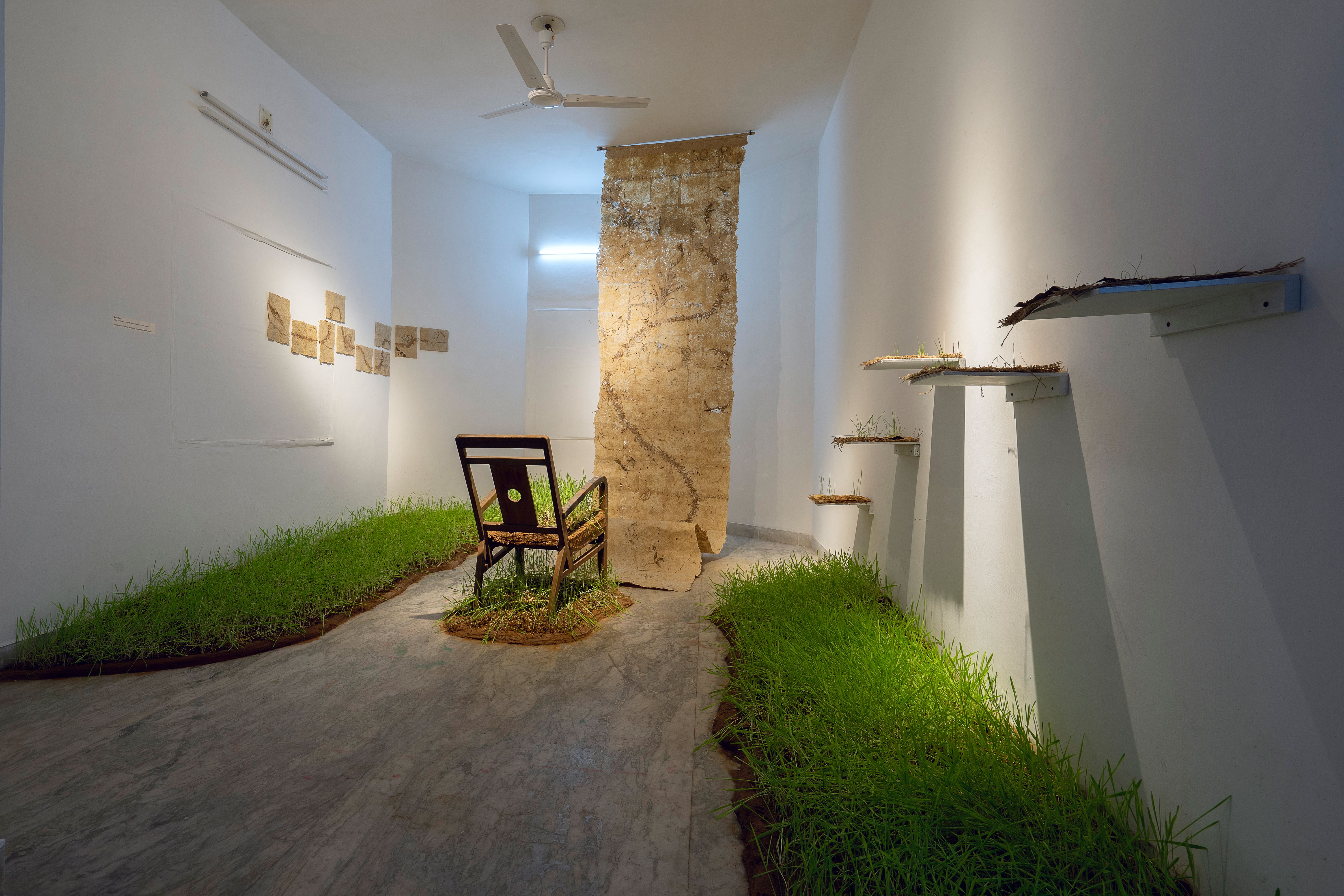 Artist- Gopa Roy; Title- Fibre Fields and Concrete Realities; Medium- Soil, plantation of wheat and paddy, Chair, sugarcane pulp & natural fibers